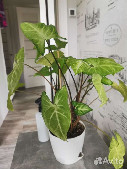 Сциндапсус и Сингониум