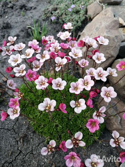 Семена цветов