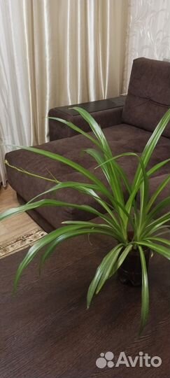 Хлорофитум