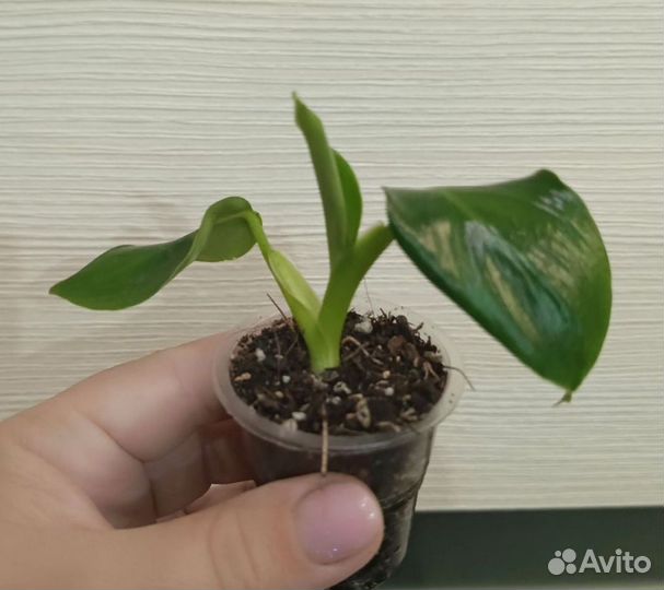 Филодендрон Субхастатум, Биркин