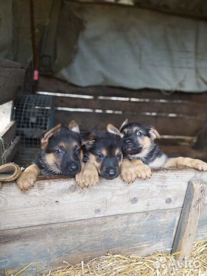 Щенки немецкой овчарки