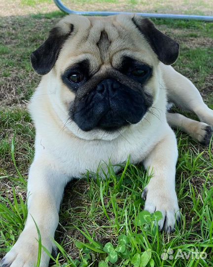 Мопс вязка мальчик