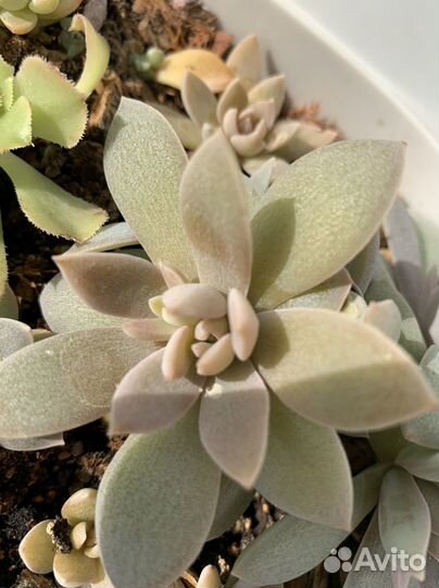 Суккуленты