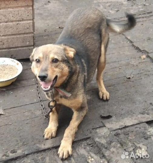 Собака в добрые руки 3 года