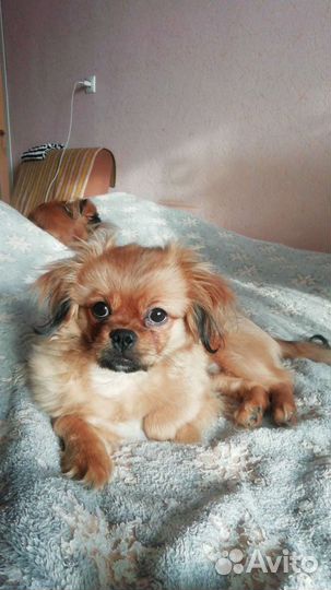 Вязка пекинес