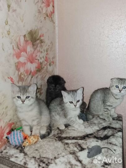 Шотландские котята