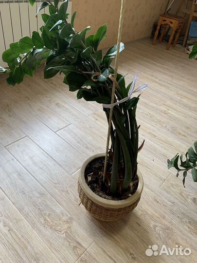 Замиокулькас