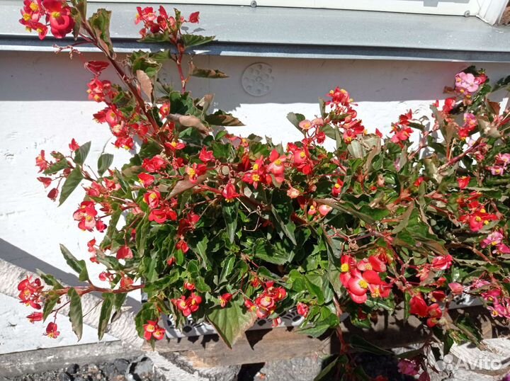 Бегония вечноцветущая ампельная
