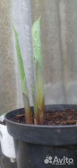 Хоста великан