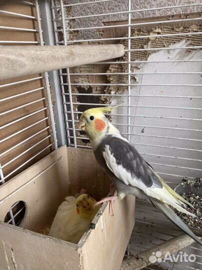 Попугай карелла