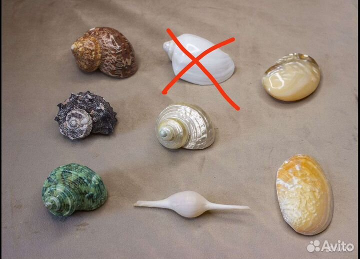 Морские ракушки разные 55-180 р/шт