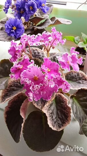 Фиалка Королевич Елисей цветущая