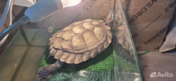 Красноухая черепаха