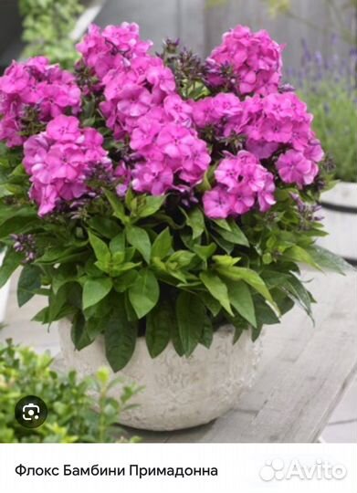 Флоксы низкорослые