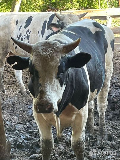 Продаю быков