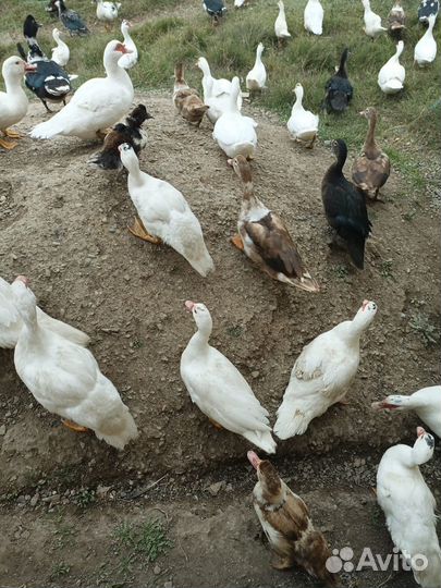 Индоутки муларды