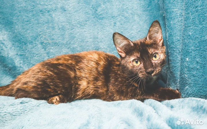 Кошечка Зося - вечный моторчик