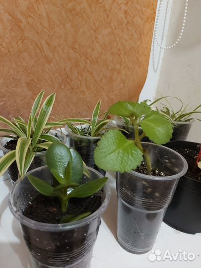 Хлорофитум