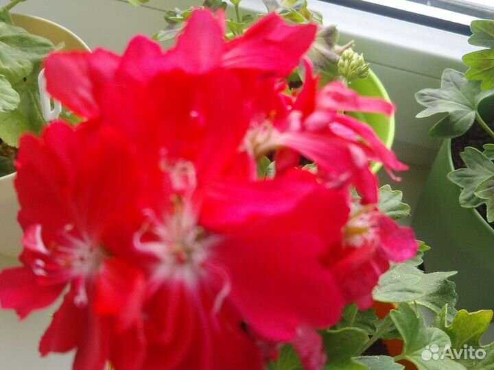Пеларгония герань