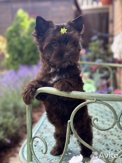 Девочка шоколадного йорка