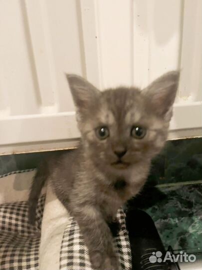 Котята бесплатно