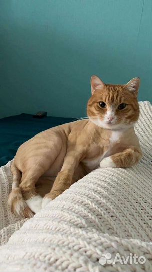 Грумер-ветврач, стрижка кошек с выездом на дом