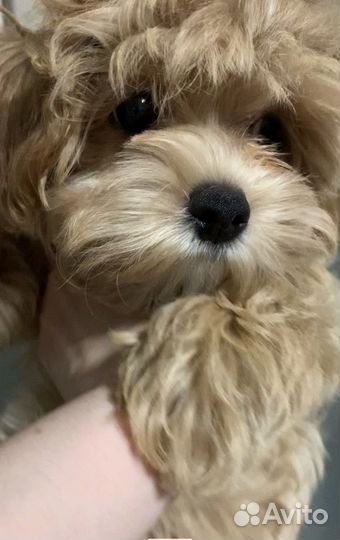 Щенок мальтипу f1 девочка