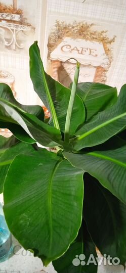 Карликовый банан