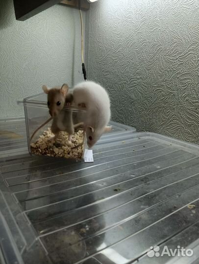 Крысята разные