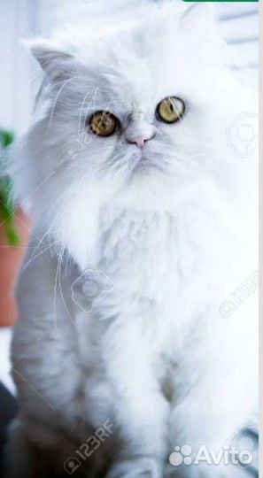 Персидская котята