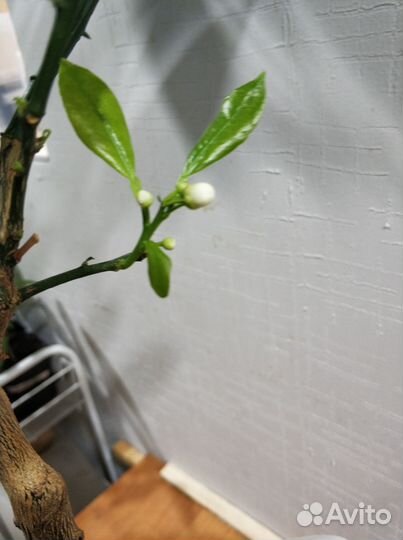 Цитрус Апельсин Кара-кара