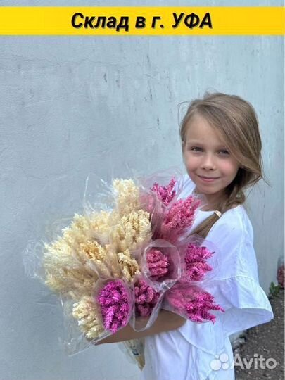 Пшеница сухоцвет