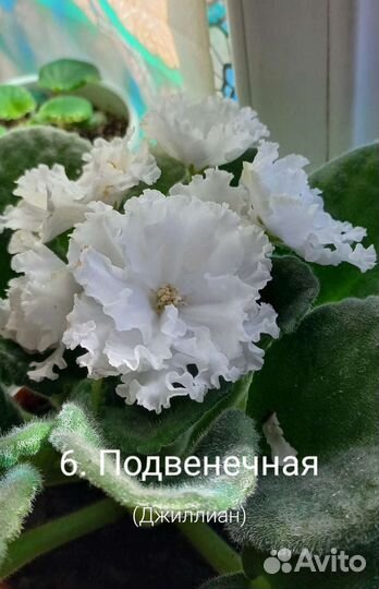Фиалка сортовая лист укорененный 60