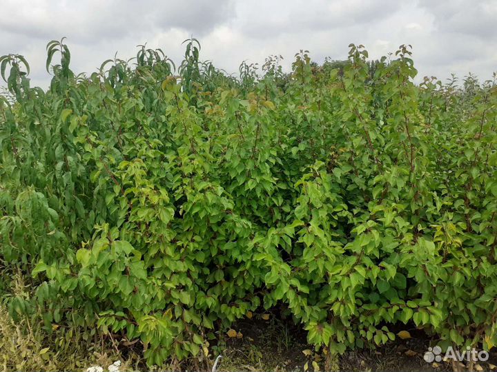 Саженцы плодовых деревьев