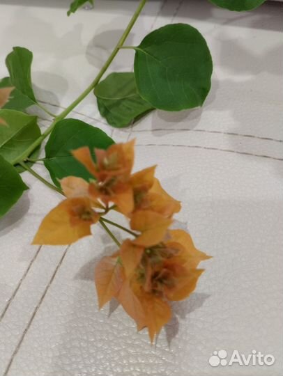 Бугенвиллея