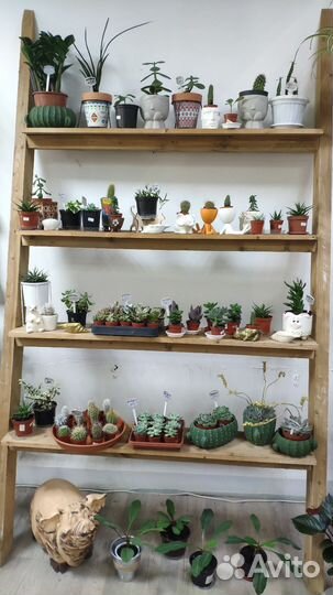 Комнатные растения