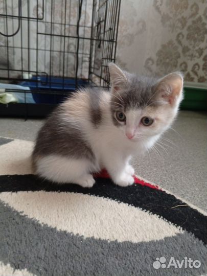 Котенок девочка в дар