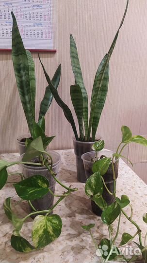 Сансевиерия и сциндапсус