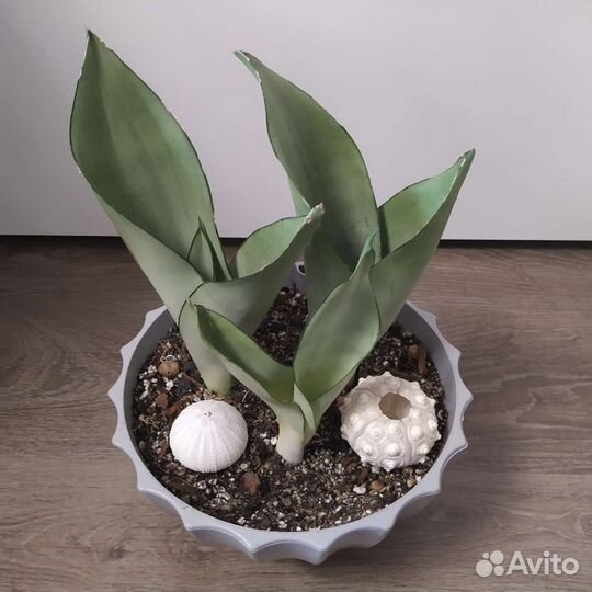 Комнатные цветы разные