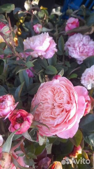 Кустовые розы саженцы