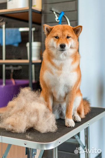 Экспресс линька собак