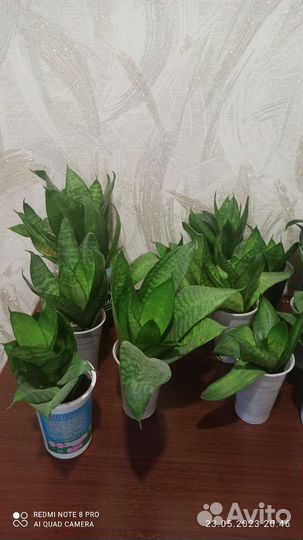 Сансевиерия ханни