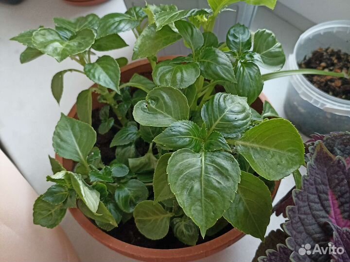 Комнатные растения