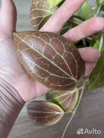 Хойя Hoya Yenyen seedling (ByPatcharawalai)