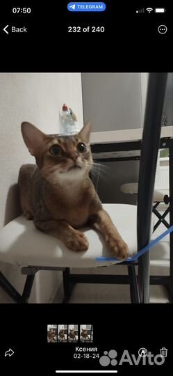 Передержка для кошек и котов