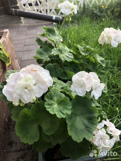 Пеларгония герань