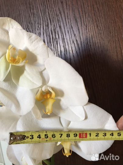 Орхидея фаленопсис