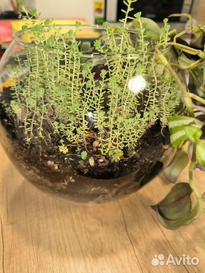 Живая композиция в аквариуме