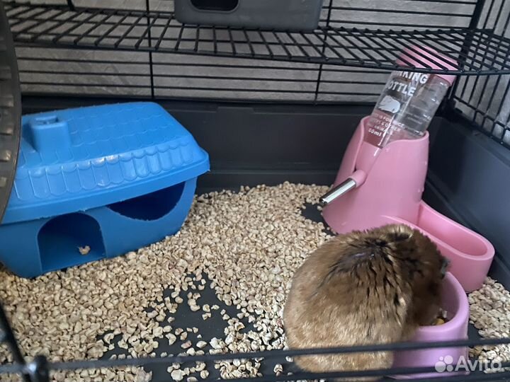 Отдам хомяков с клеткой