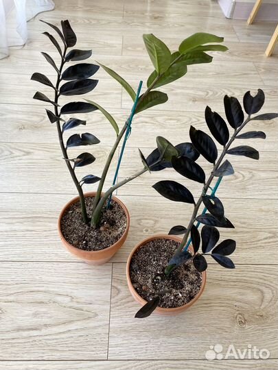 Замиокулькас черный равен в горшке